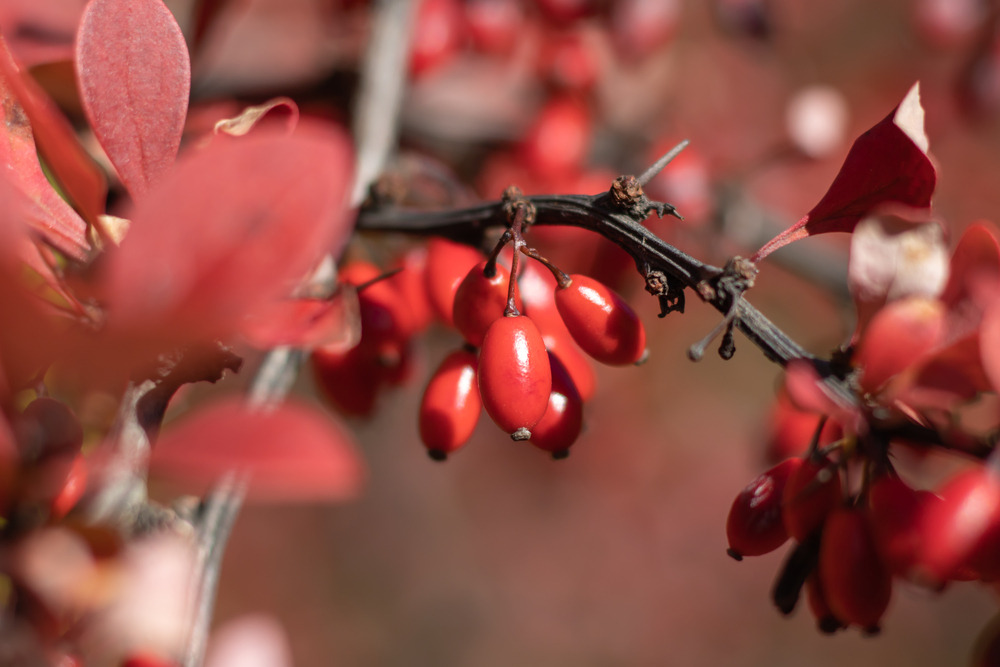 Na co pomaga berberyna? Właściwości, dawkowanie i skutki uboczne